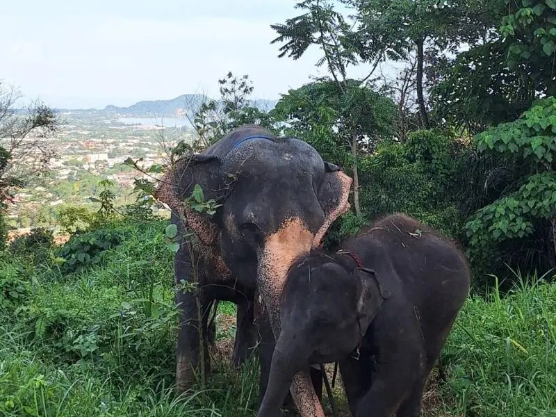 Elephant with its mahout by the water at a Phuket sanctuary