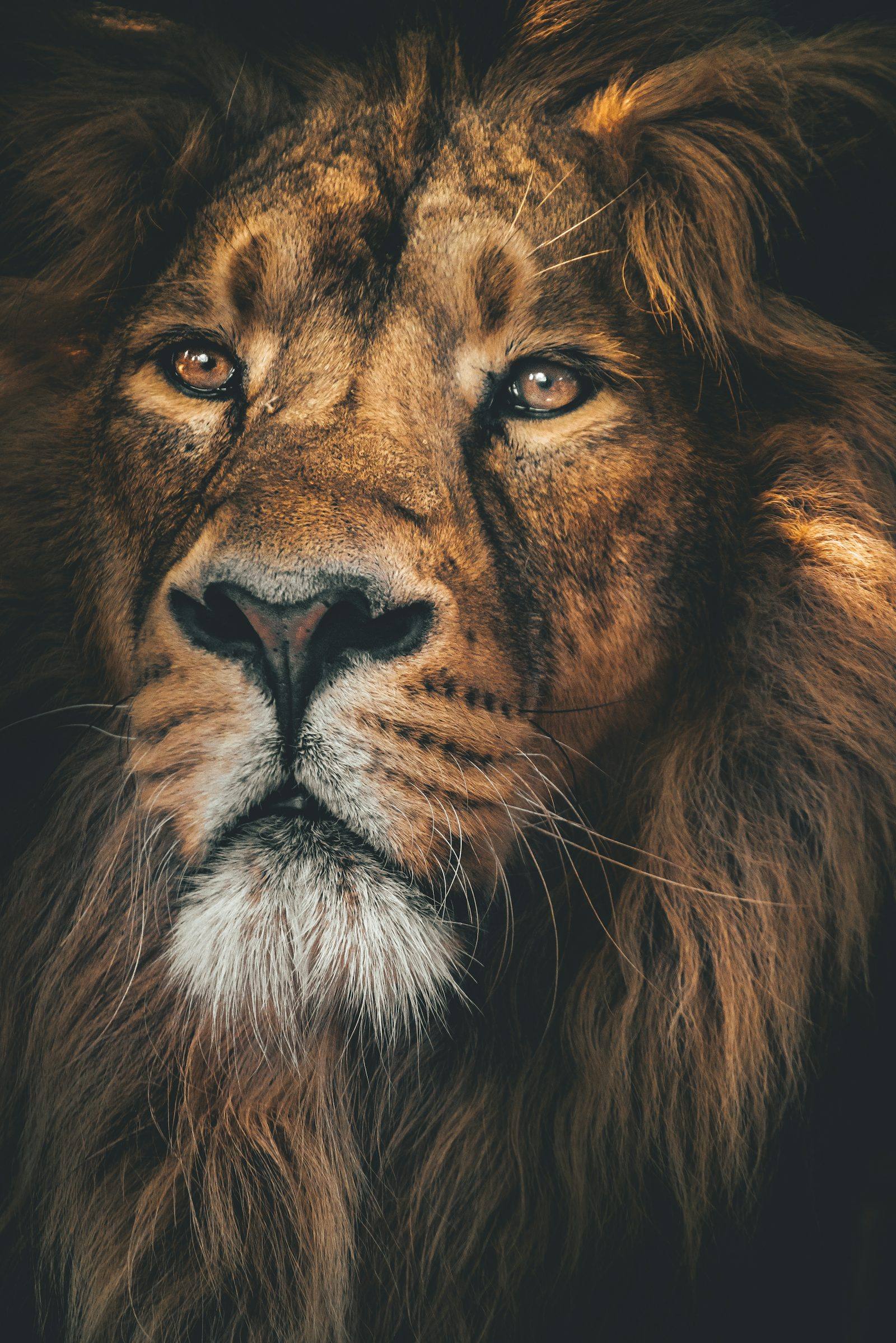 Lion close-up