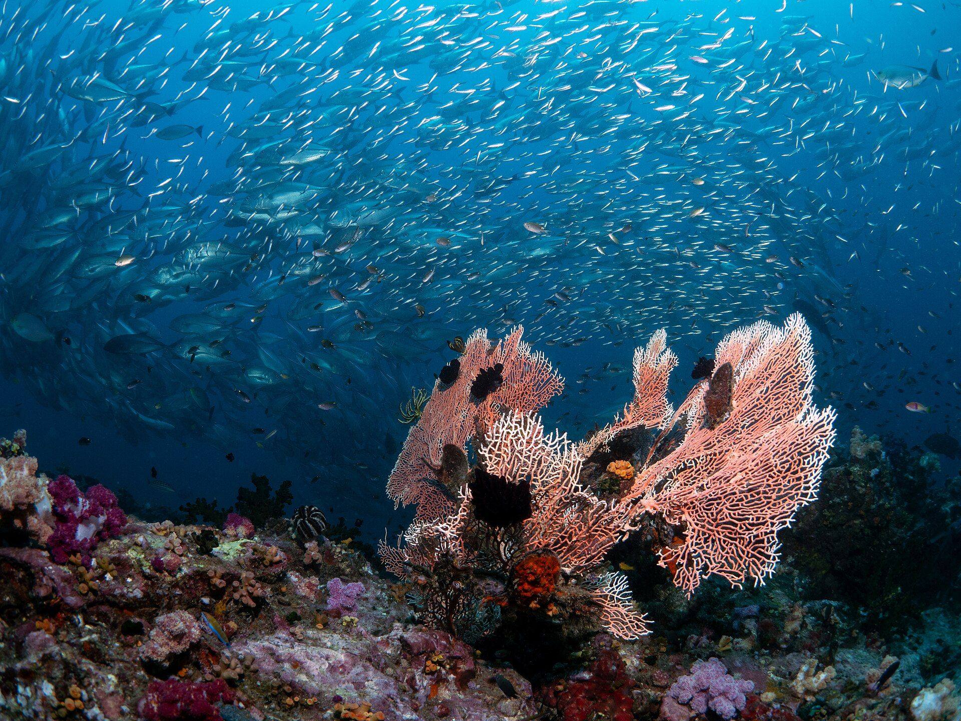 Koh Rok & Koh Haa Snorkeling Day Trip (Sawanu Travel) – Photo 6