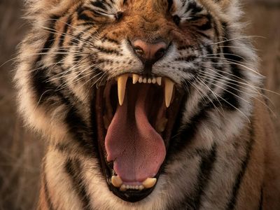 Phuket City Tour & Tiger Park Experience (SunBright Tour)