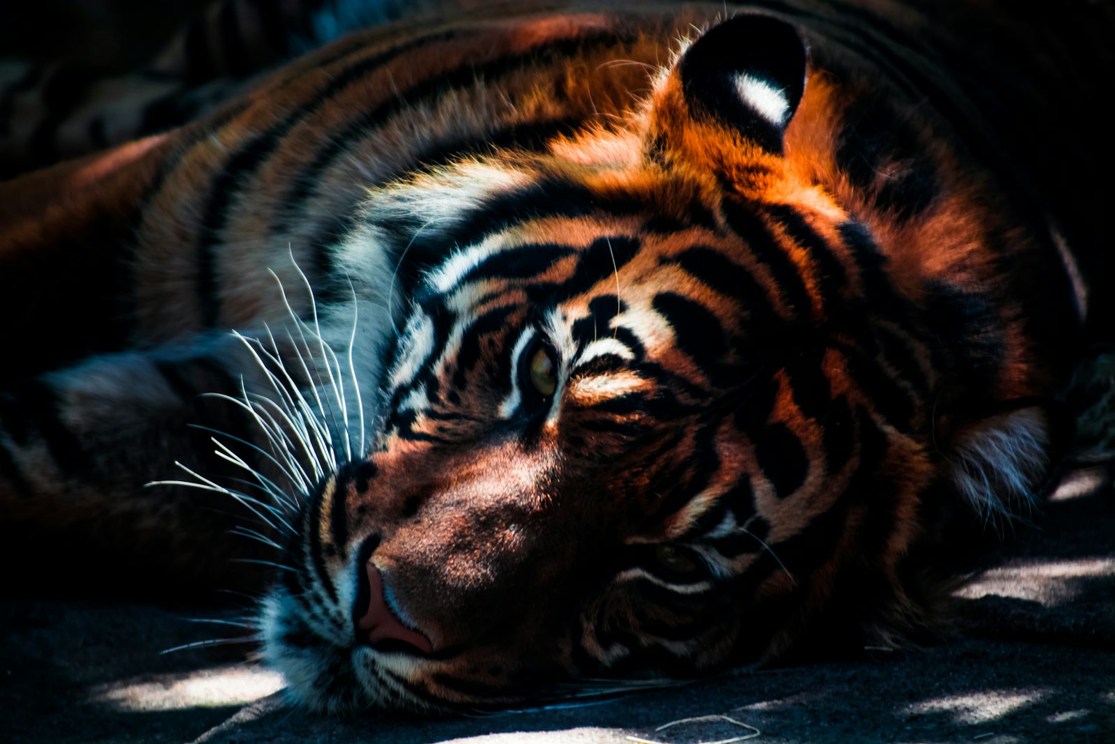 Phuket City Tour & Tiger Park Experience (SunBright Tour) - Photo 2