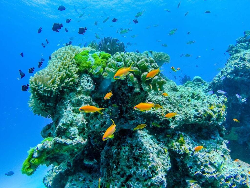 Similan & Surin Twin Marine Parks - Photo 3