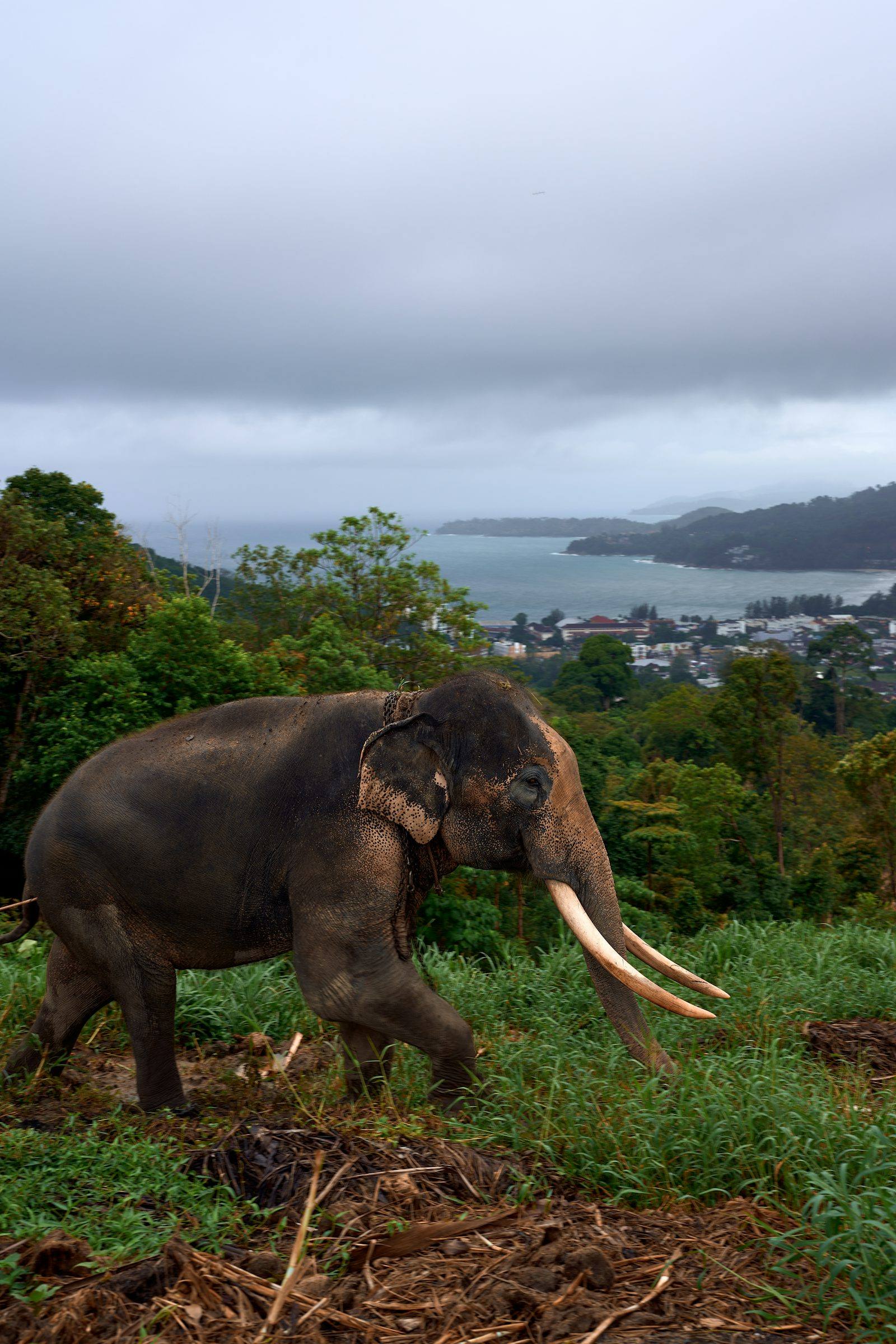 Phuket City Tour & Tiger Park Experience (SunBright Tour) - Photo 3