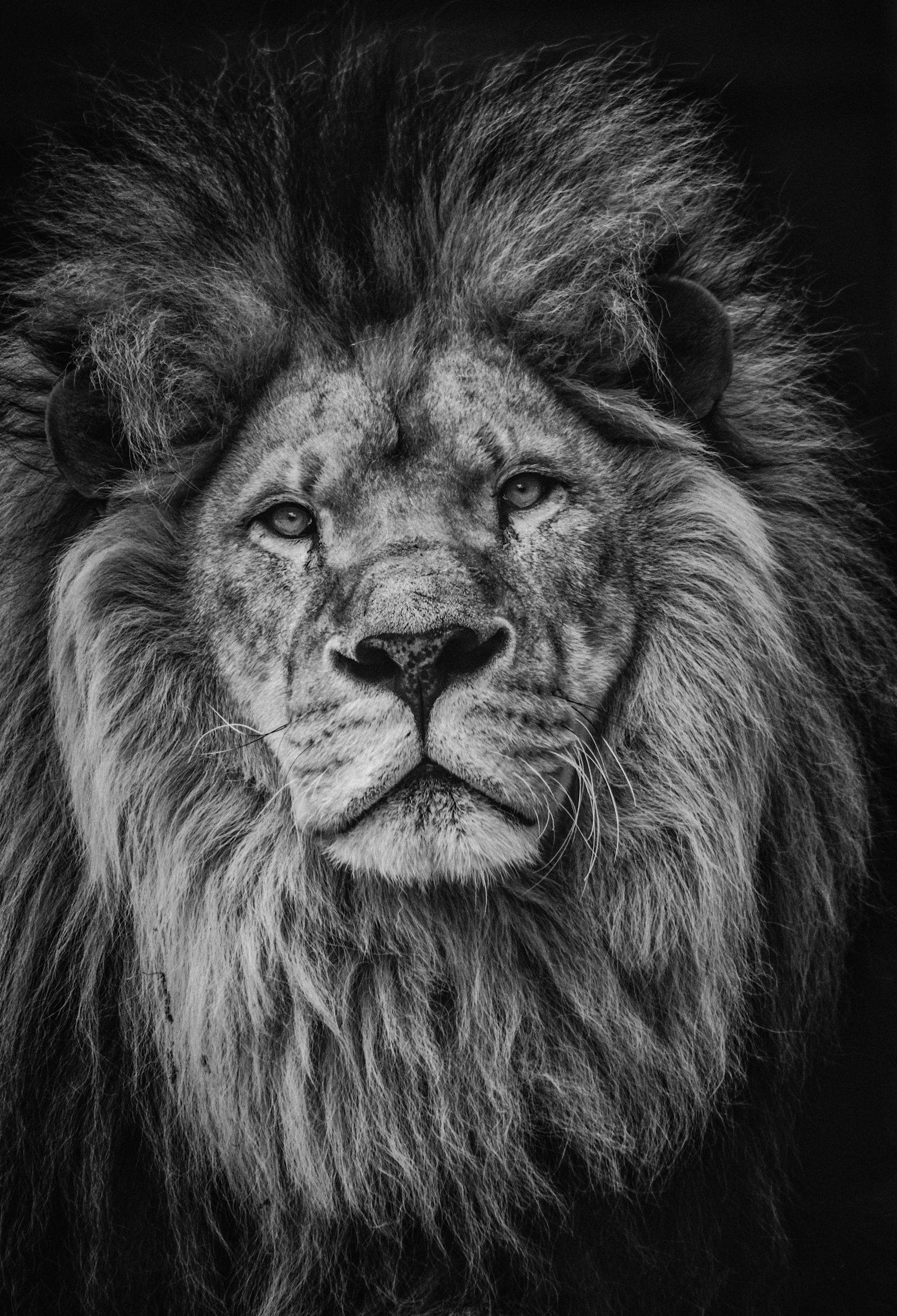 Lion portrait