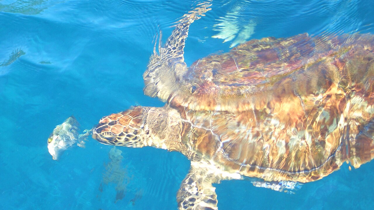 Similan Islands Day Tour (Once Yachting) - Photo 5