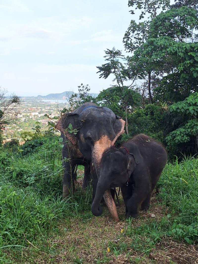 ATV/Buggy + Elephant Experience - Photo 5